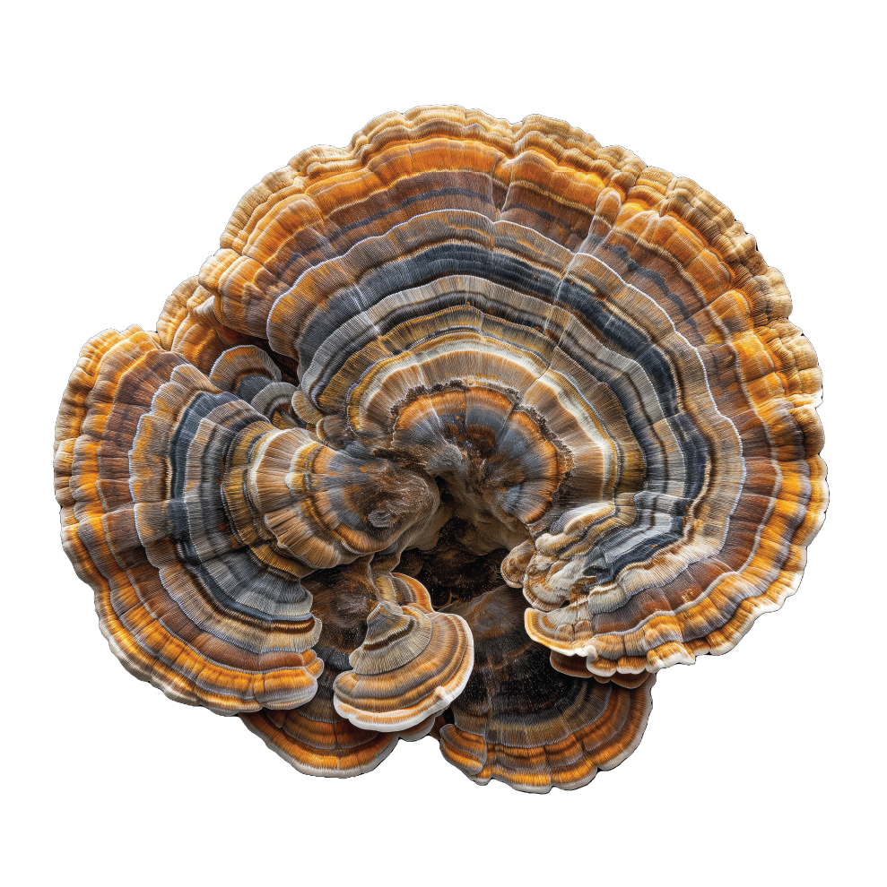 Turkey Tail