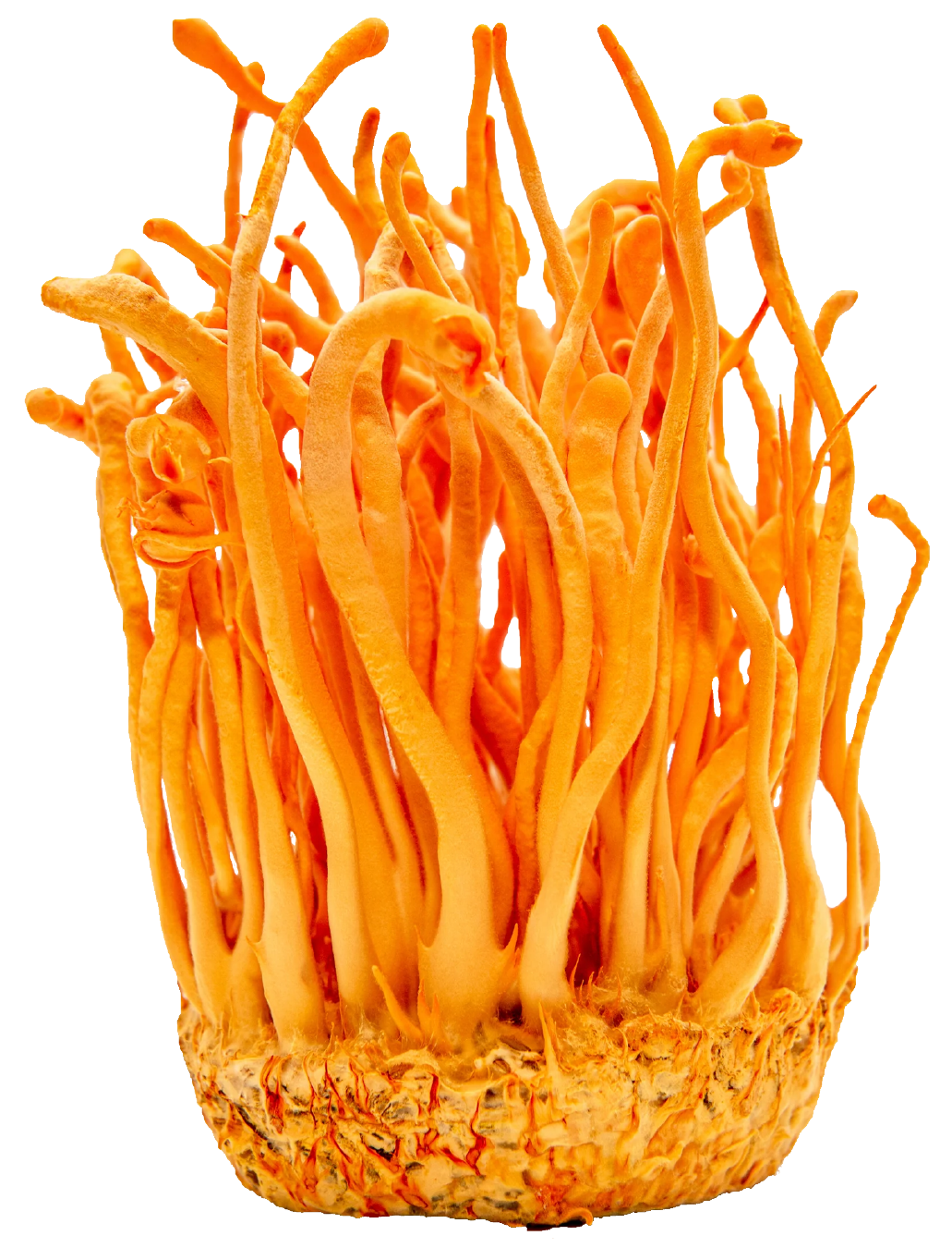 Cordyceps Mushrooms