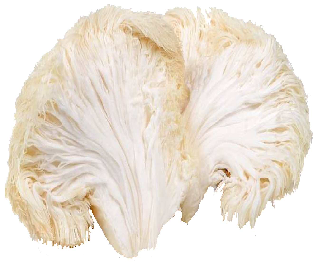Lion's Mane Mushrooms