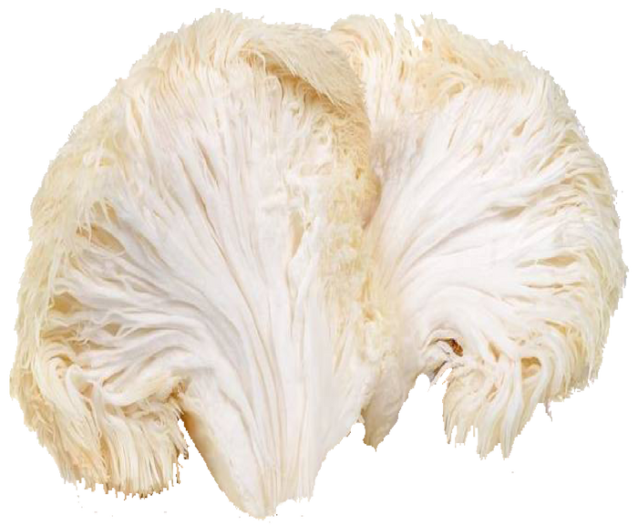 Lion's Mane Mushrooms