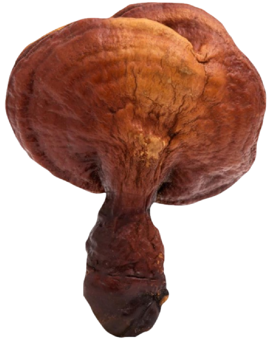 Reishi Mushrooms