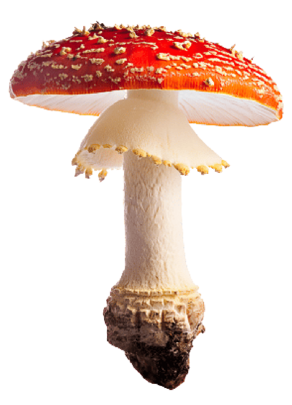 AMANITA_MUSCARIA