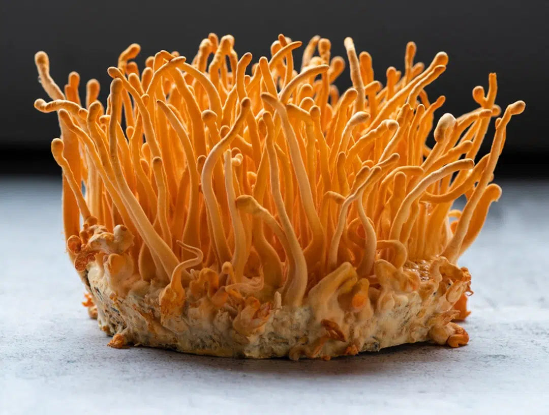 Cordyceps Mushrooms