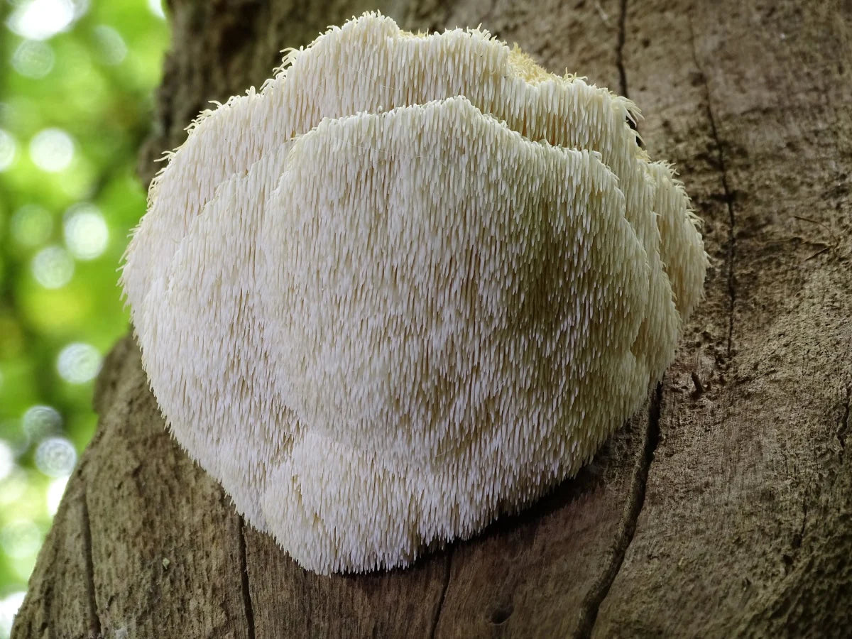 Lion's Mane Mushrooms