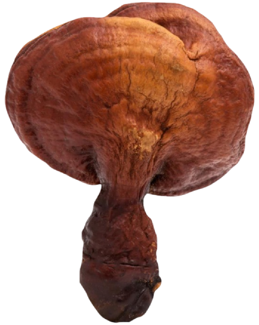 REISHI Product