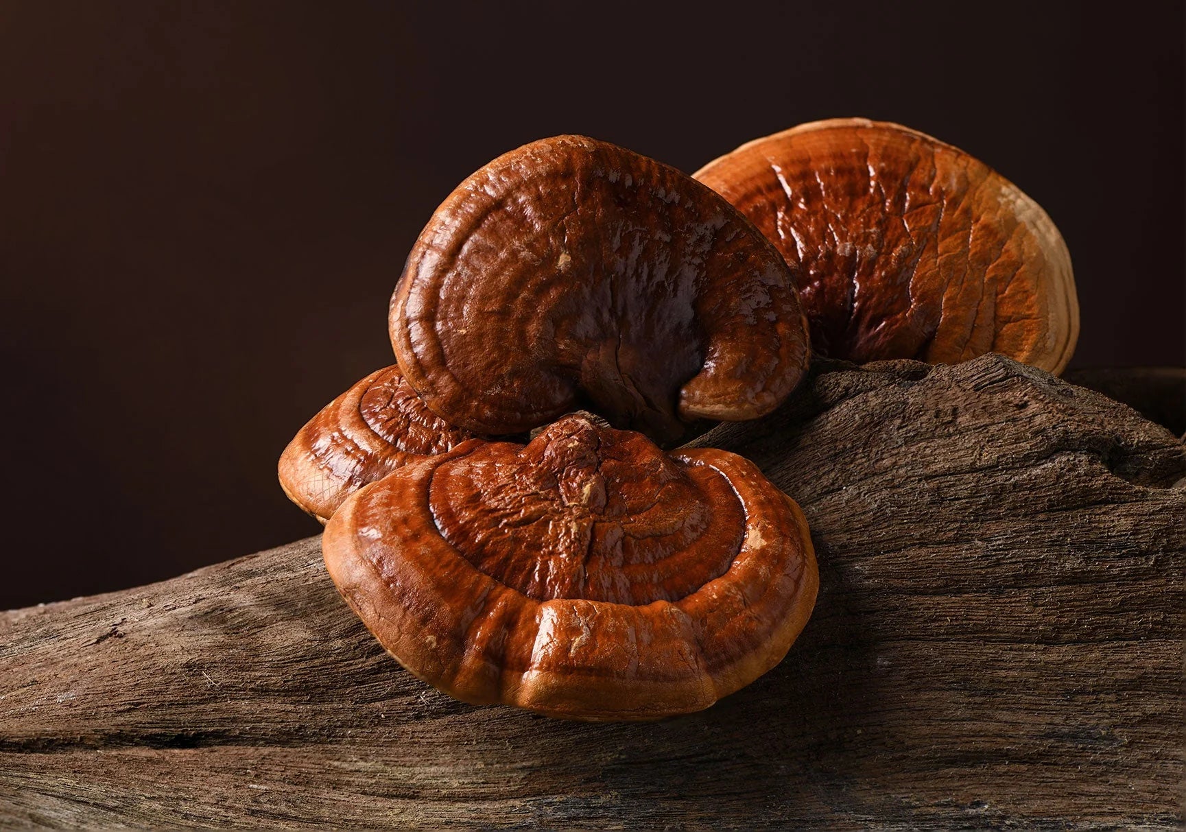 Reishi Mushrooms